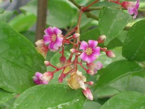 Averrhoa carambola (Star Fruit) bloom