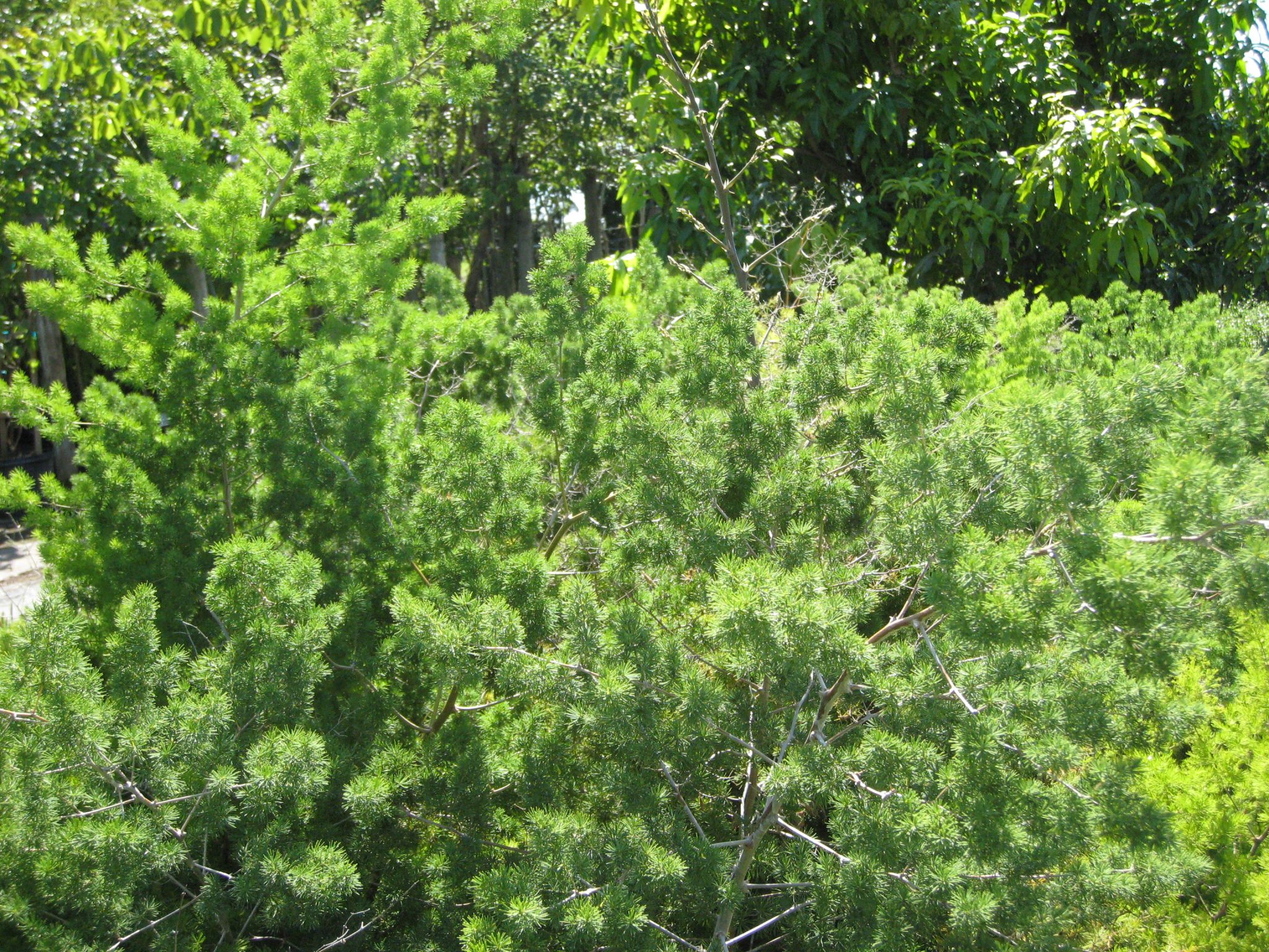 FileAsparagus setaceus Leaves 2760px.jpg Wikimedia Commons