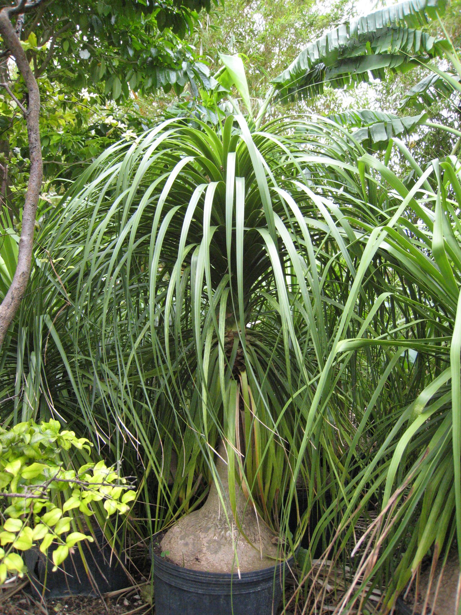 Beaucarnea Recurvata Ponytail Palm Richard Lyons Nursery Inc Beaucarnea Recurvata Ponytail Palm Richard Lyons Nursery Inc