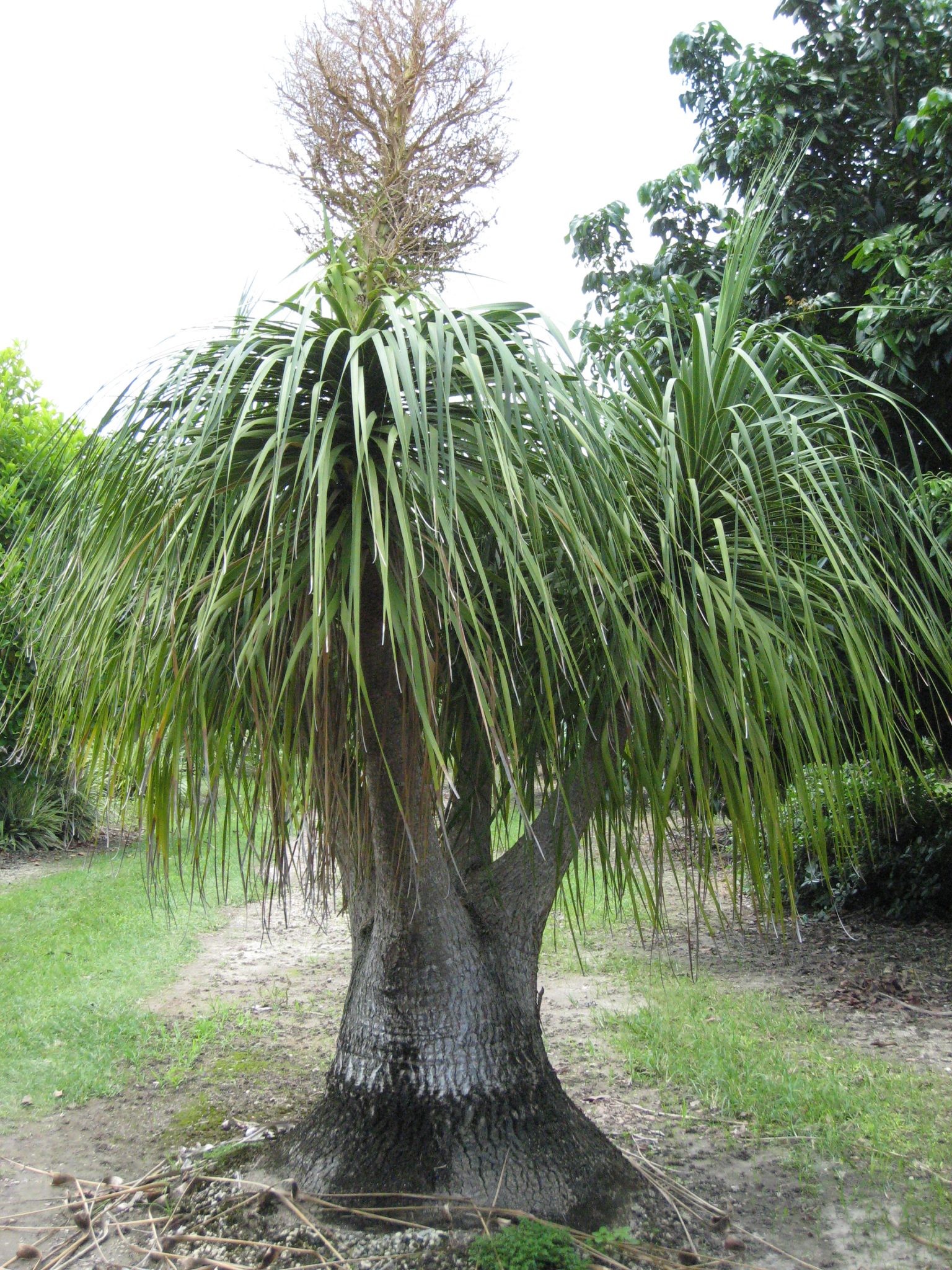 Beaucarnea Recurvata Ponytail Palm5 Richard Lyons Nursery Inc Beaucarnea Recurvata Ponytail Palm5 Richard Lyons Nursery Inc