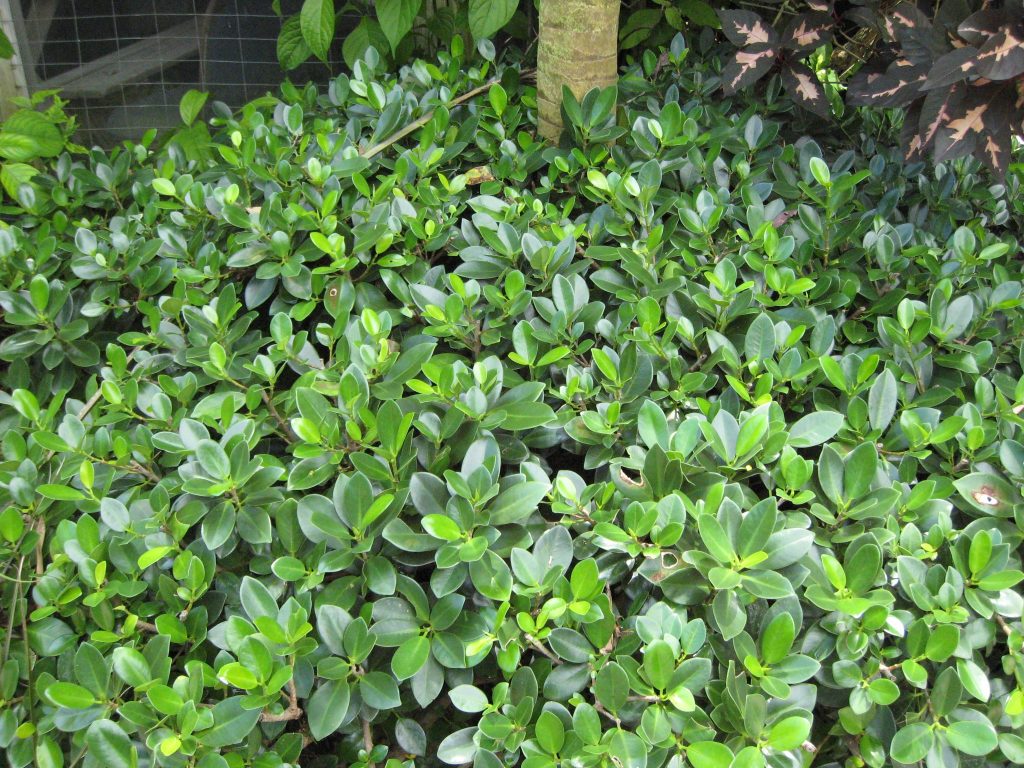 Ficus macrocarpa(Green Island Ficus5) - Richard Lyons Nursery, Inc.