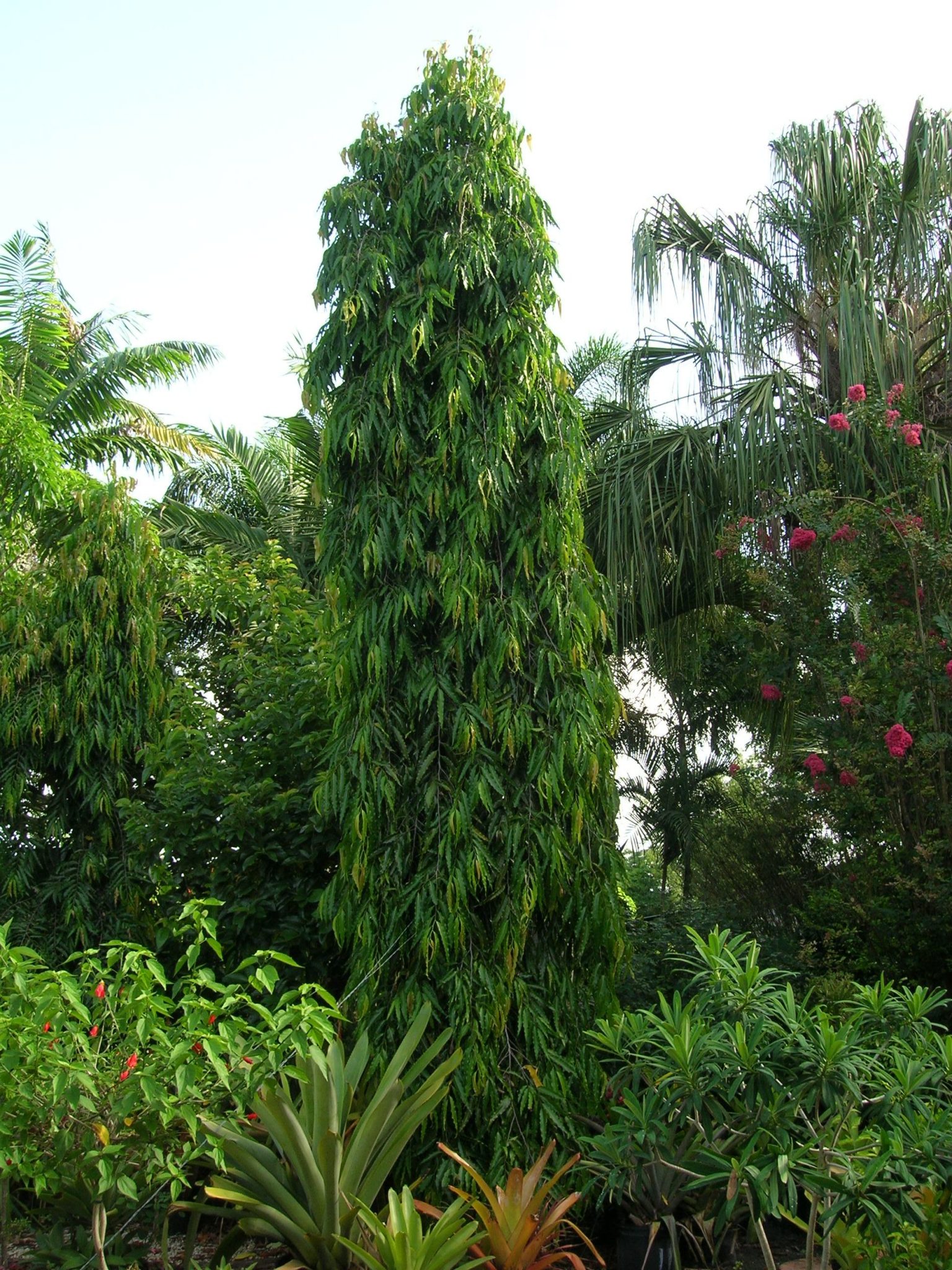 Polyalthia Longifolia Mast Tree Richard Lyons Nursery Inc 