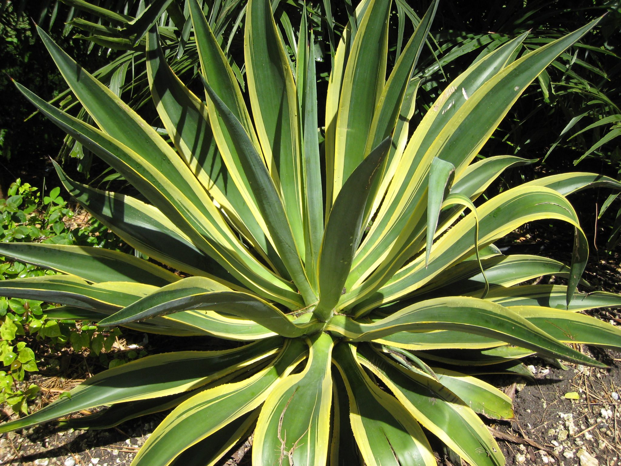 Agaves Richard Lyons Nursery Inc 