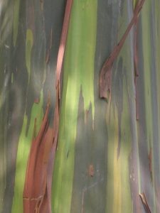 Eucalyptus deglupta the rainbow eucalyptus