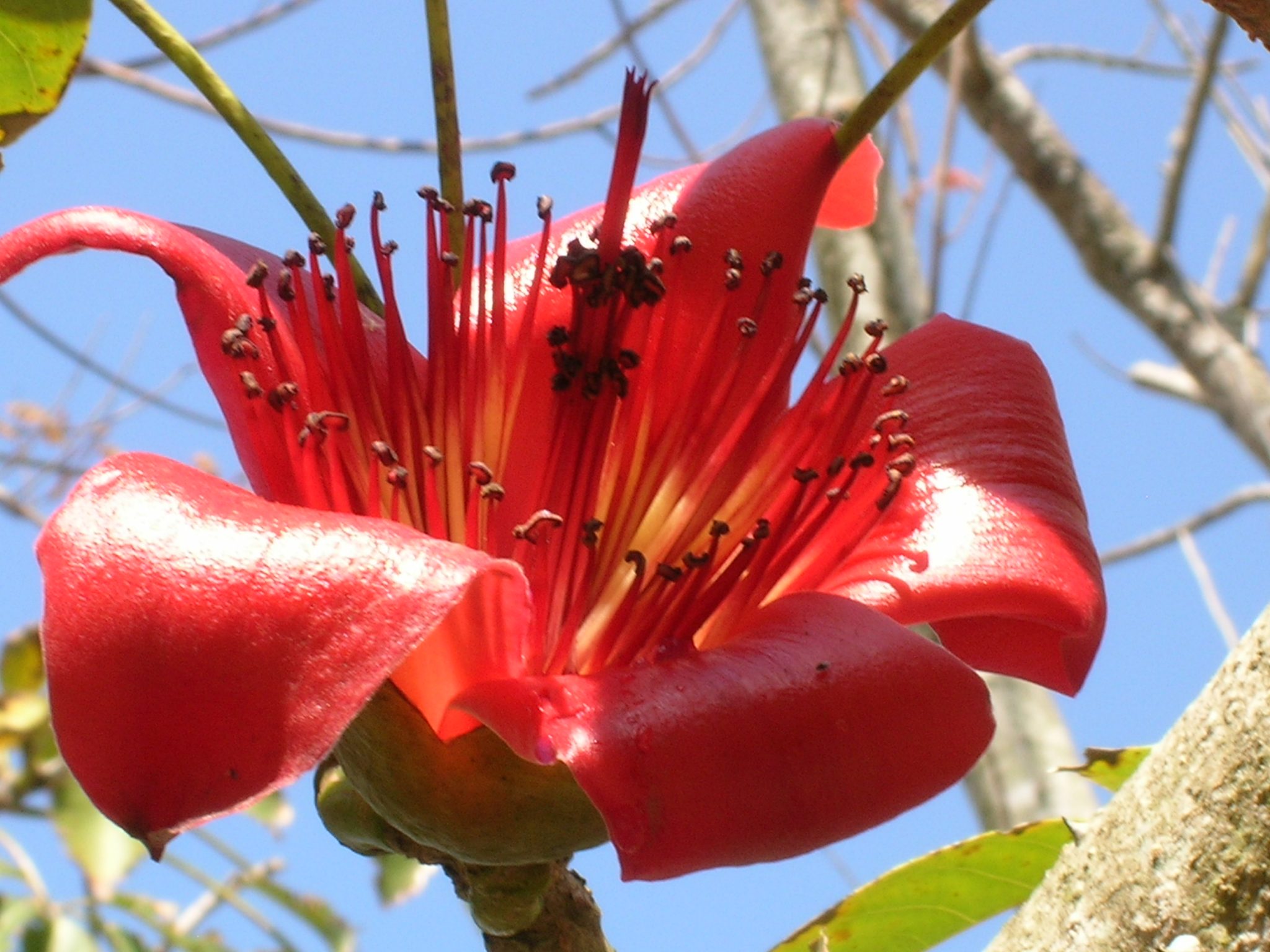 Red Silk Cotton Tree (Bombax ceiba) - Richard Lyons Nursery, Inc.