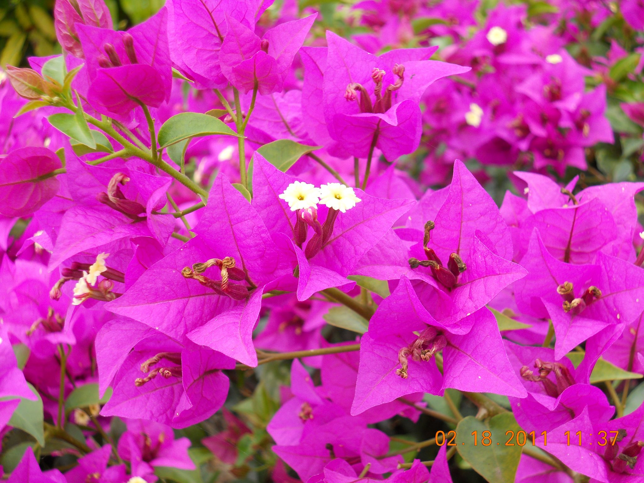 Bougainvillea Bush For Sale