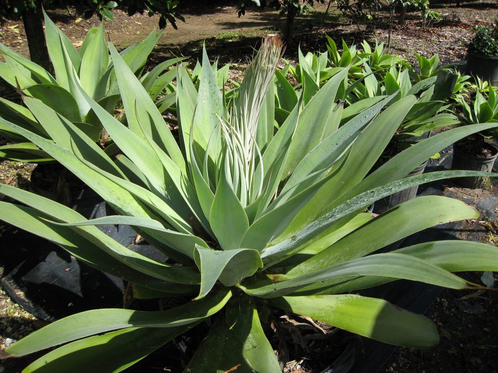 agave-attenuata-swan-s-neck-agave1-richard-lyons-nursery-inc