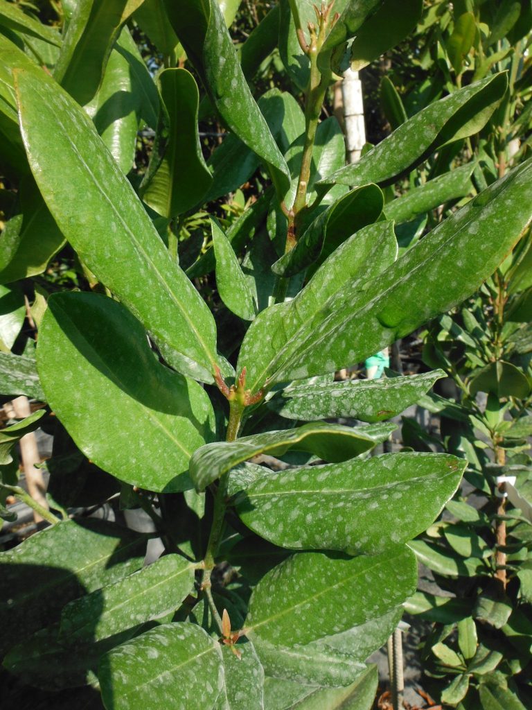 Allspice (Pimenta dioica) and Bay Rum (Pimenta racemosa) Richard