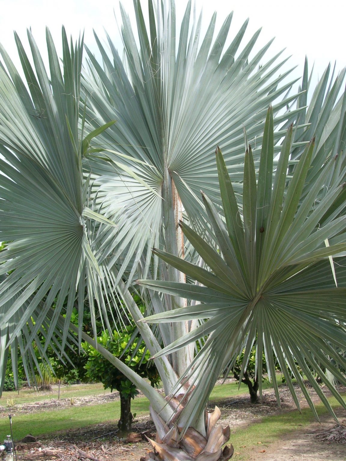 Bismarckia Nobilis Bismarckia Palm Richard Lyons Nursery Inc