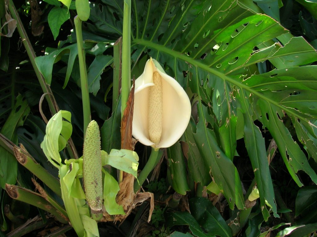 Monstera deliciosa (Swiss Cheese Vine)  Richard Lyons Nursery, Inc.