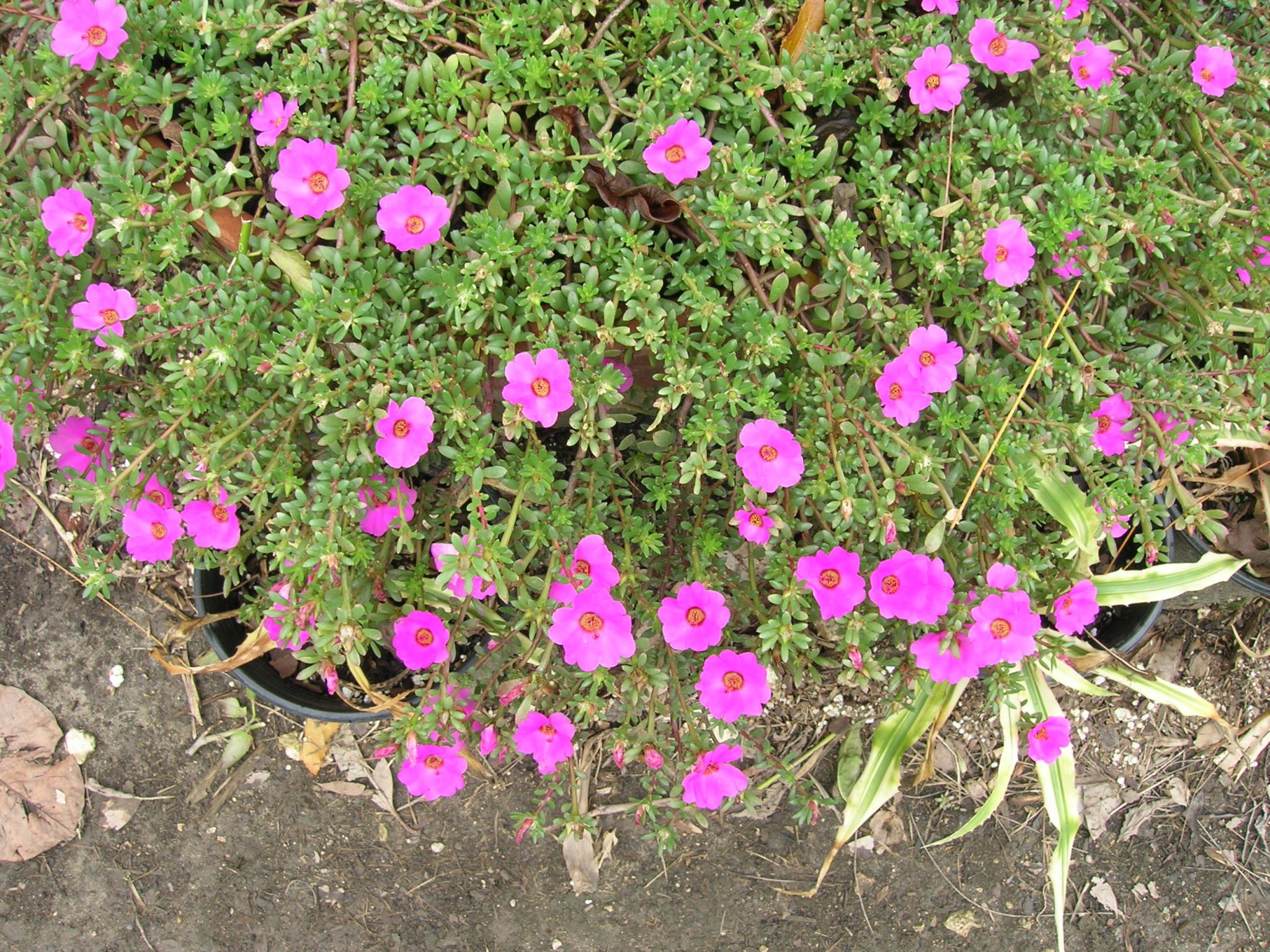 portulaca grandiflora ground cover