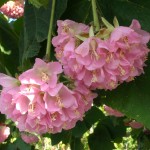 Dombeya wallichii (Tropical Hydrangea)