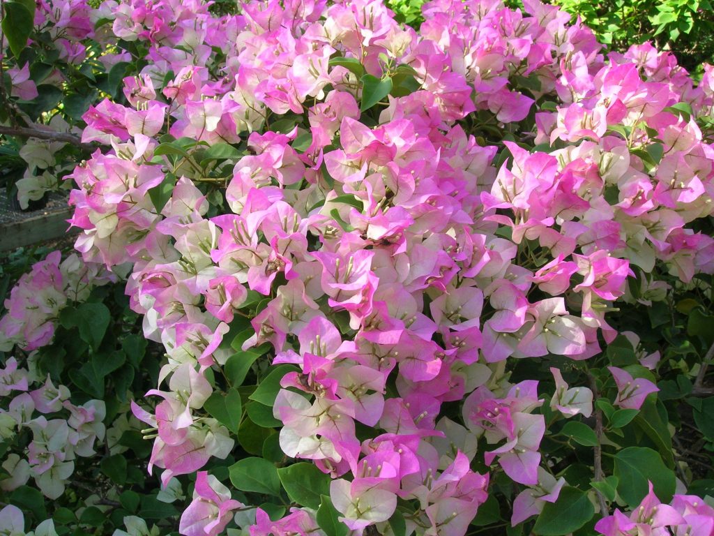 Bougainvillea sp. ‘Pink and White Surprise’ (Bougainvillea2) - Richard