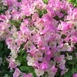 Bougainvillea 'Pink and White Surprise' 