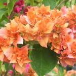 Bougainvillea (Double Orange)