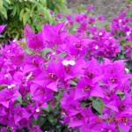 Bougainvillea (Purple)