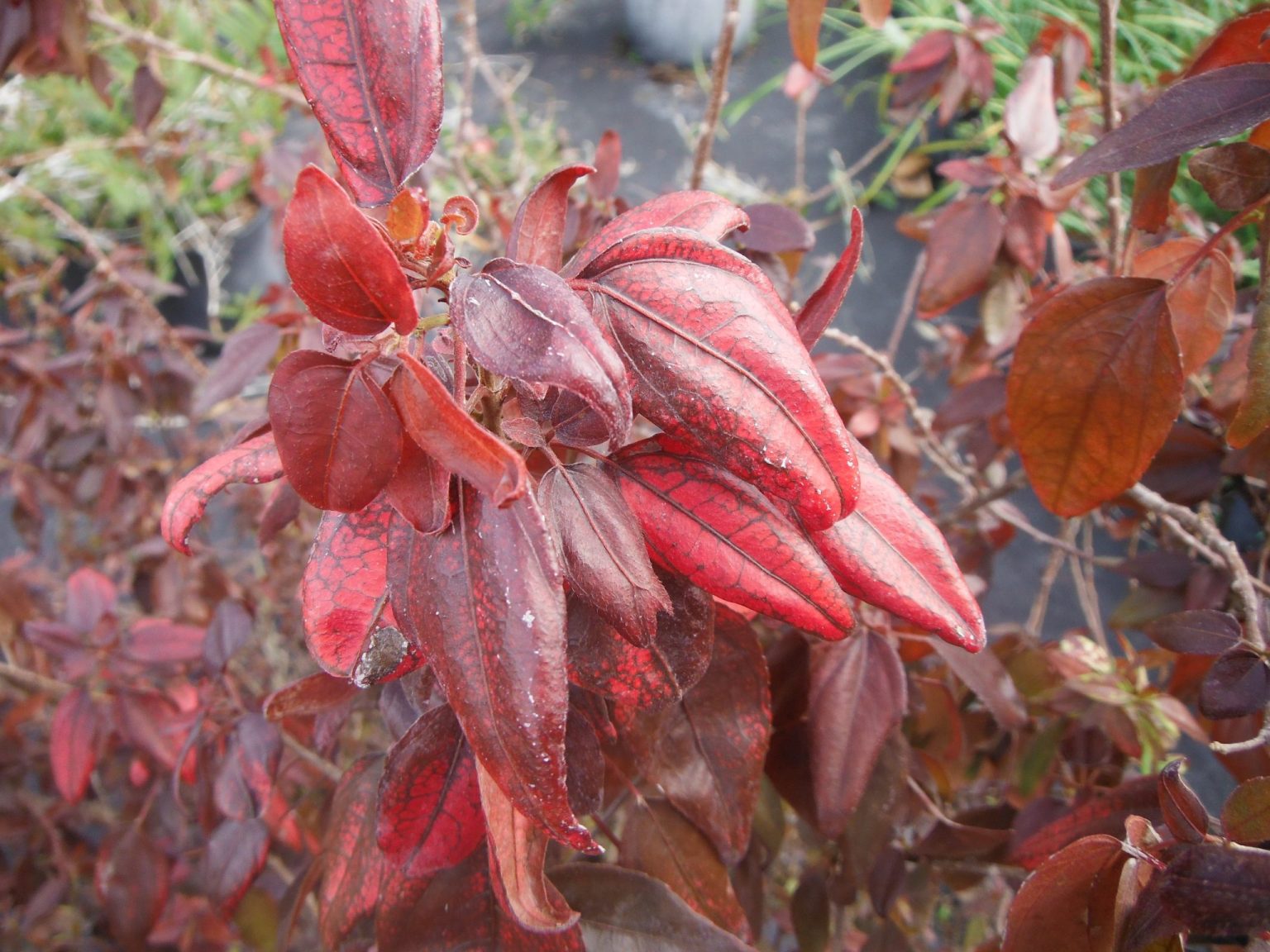 acalypha-wilkesiana-inferno-copperleaf-richard-lyons-nursery-inc