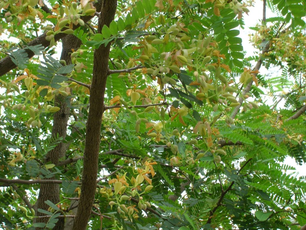 tamarindus-indica-tamarind-tree-richard-lyons-nursery-inc