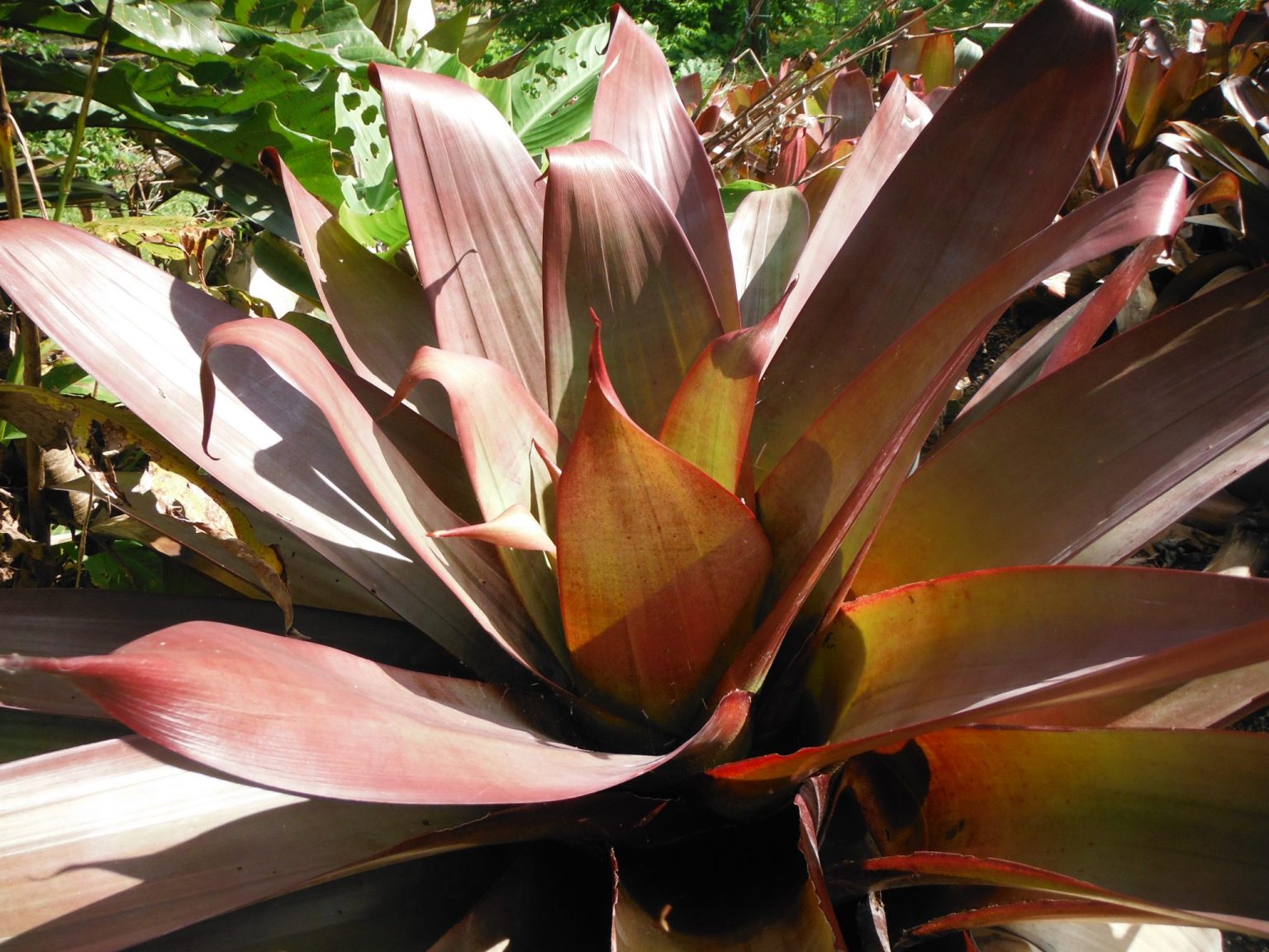 The Imperial Bromeliad Alcantarea Imperialis Richard Lyons Nursery