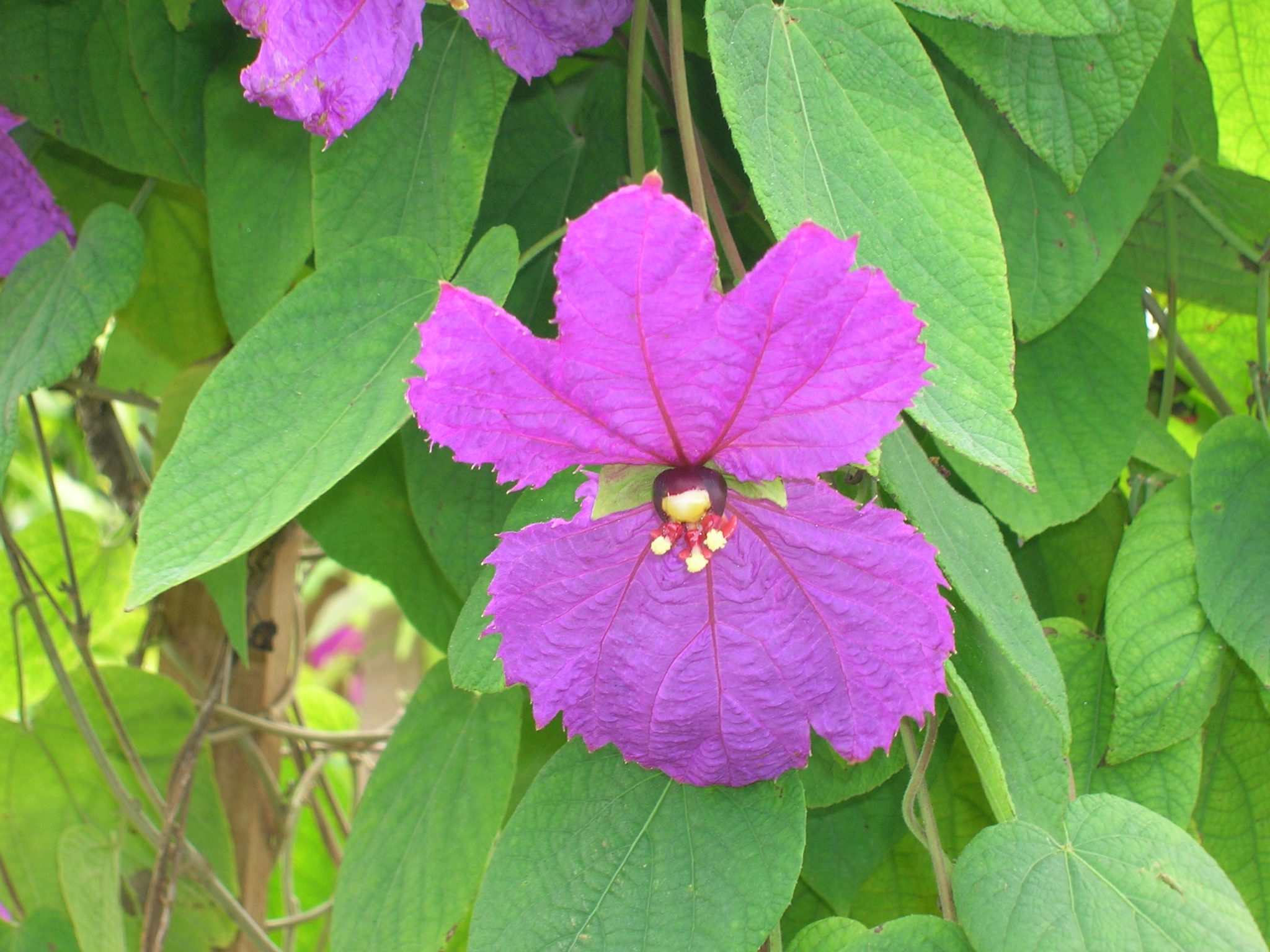 Dalechampia Dioscoreifolia Richard Lyons Nursery Inc