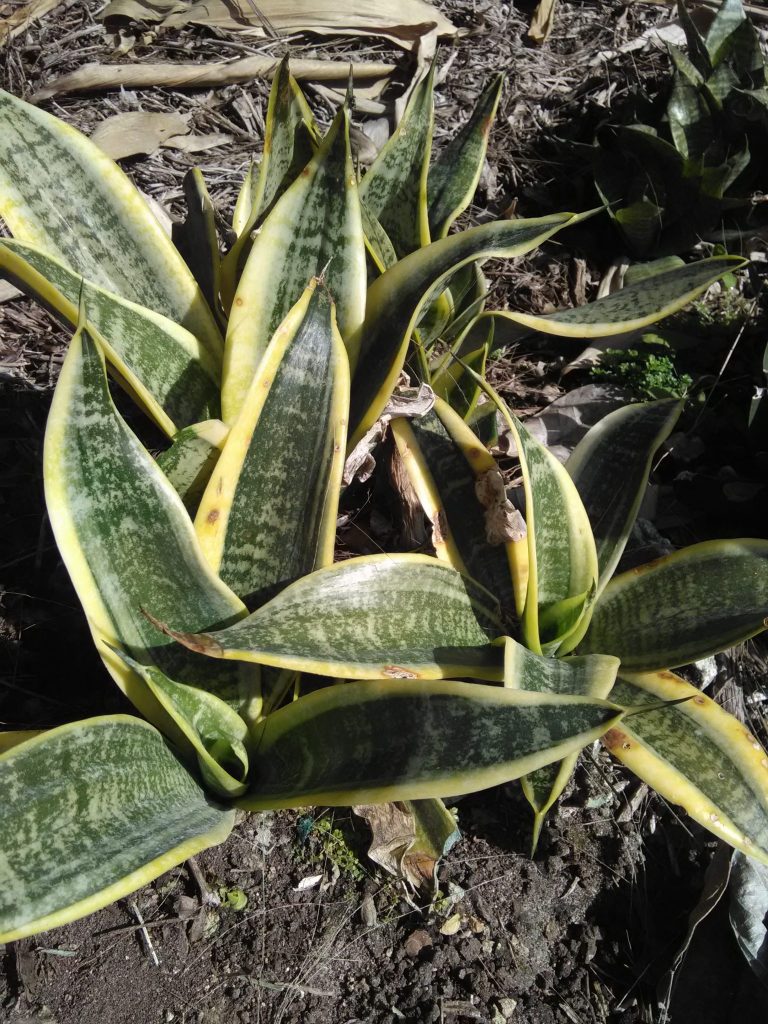 Sansevieria Trifasciata 'Laurentii' (Dwarf Snake Plant) - Richard Lyons ...