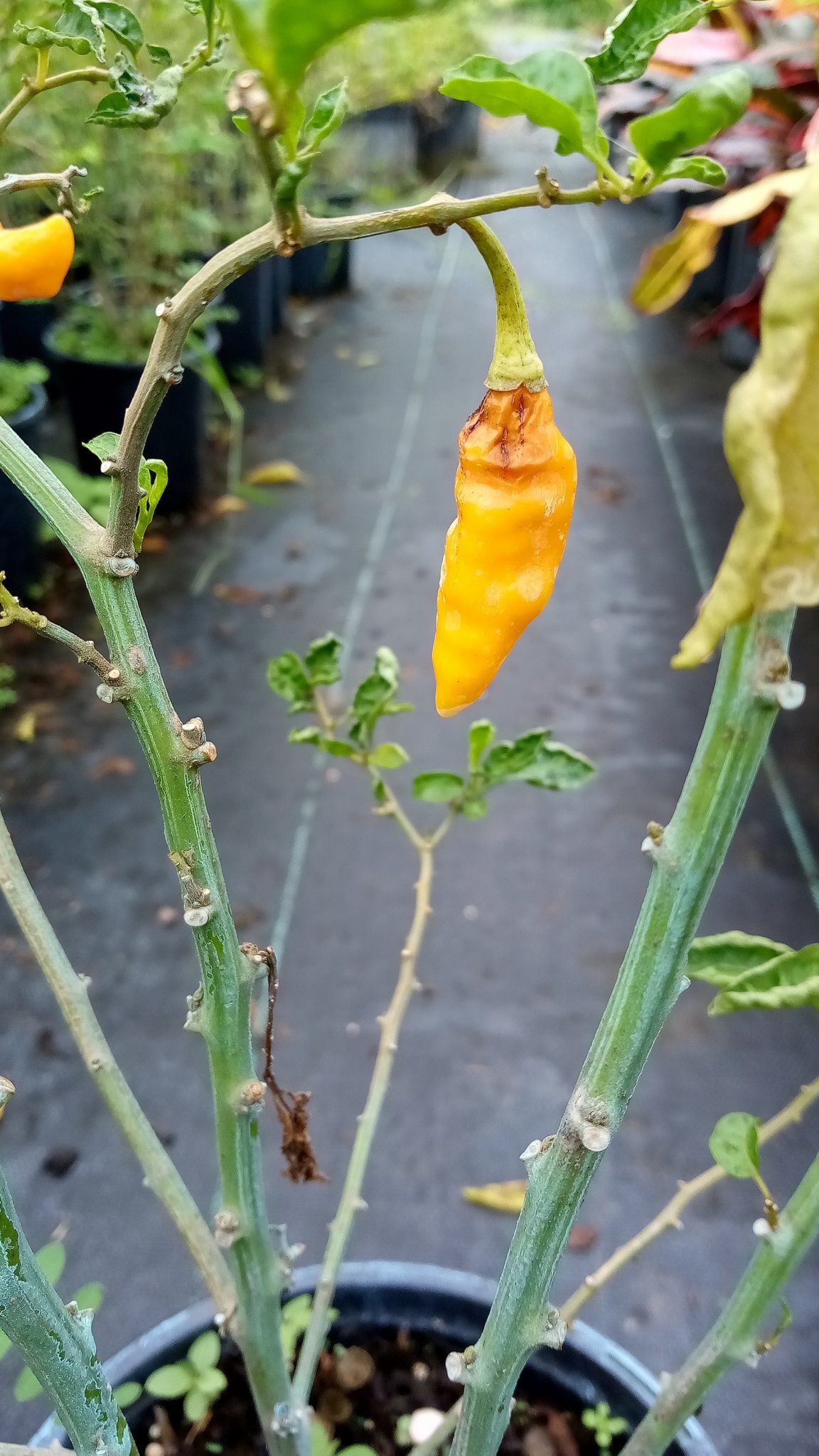 Datil Pepper Richard Lyons Nursery Inc