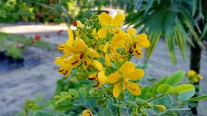 Senna-mexicana-var.-chapmanii-Chapmans-Senna