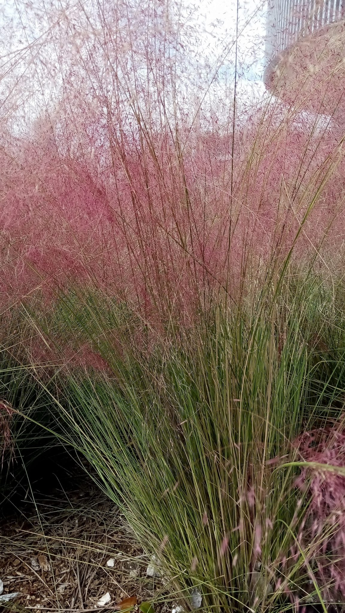 Muhly Grass Richard Lyons Nursery Inc