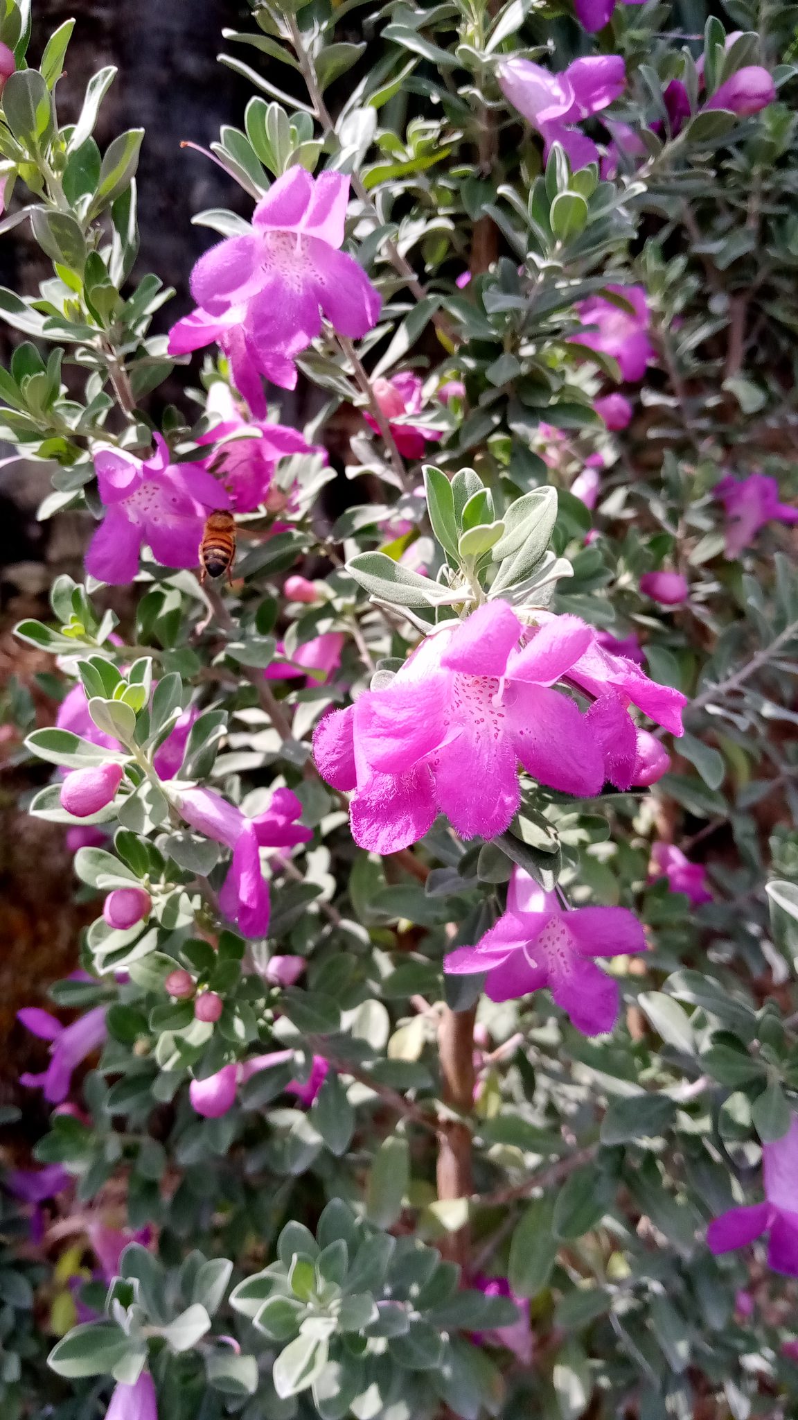 Leucophyllum Frutescens Texas Sage Richard Lyons Nursery Inc