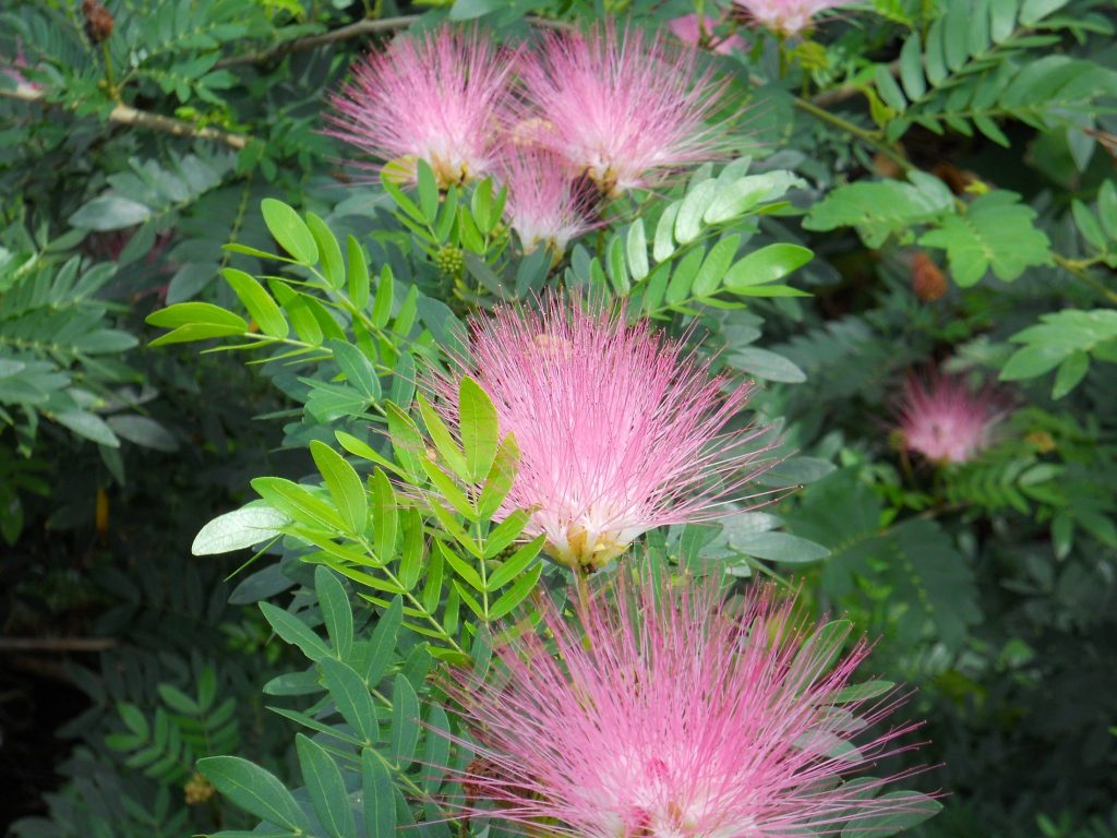 Calliandra surinamensis (Pink Powderpuff) - Richard Lyons Nursery, Inc.