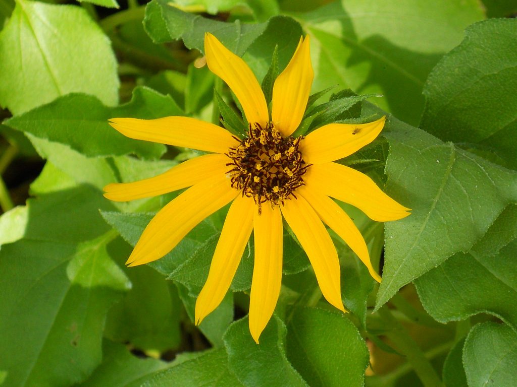 Helianthus Debilis(Dune Sunflower2) - Richard Lyons Nursery, Inc.