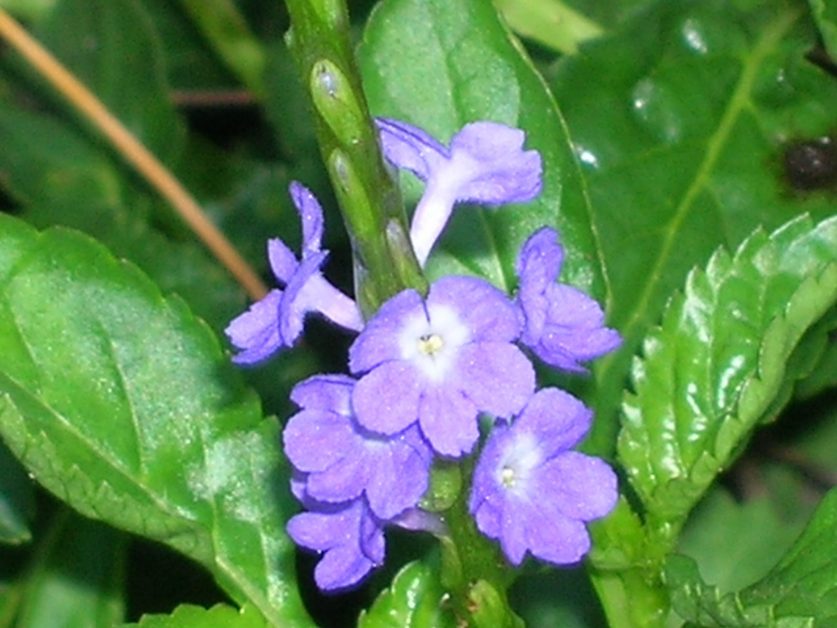 Stachytarpheta jamaicensis (Native Blue Porterweed) - Richard Lyons ...