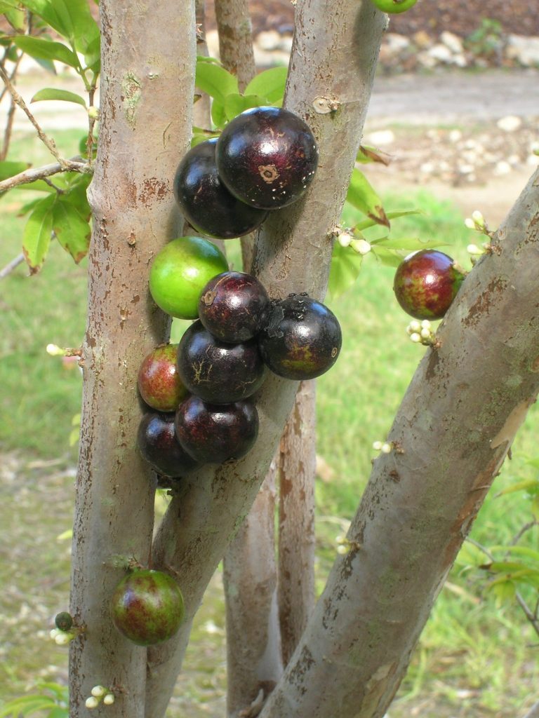 Jaboticaba for only $3 - Richard Lyons Nursery, Inc.