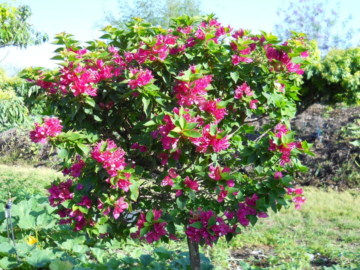 Bougainvillea Pixie 1 Richard Lyons Nursery Inc