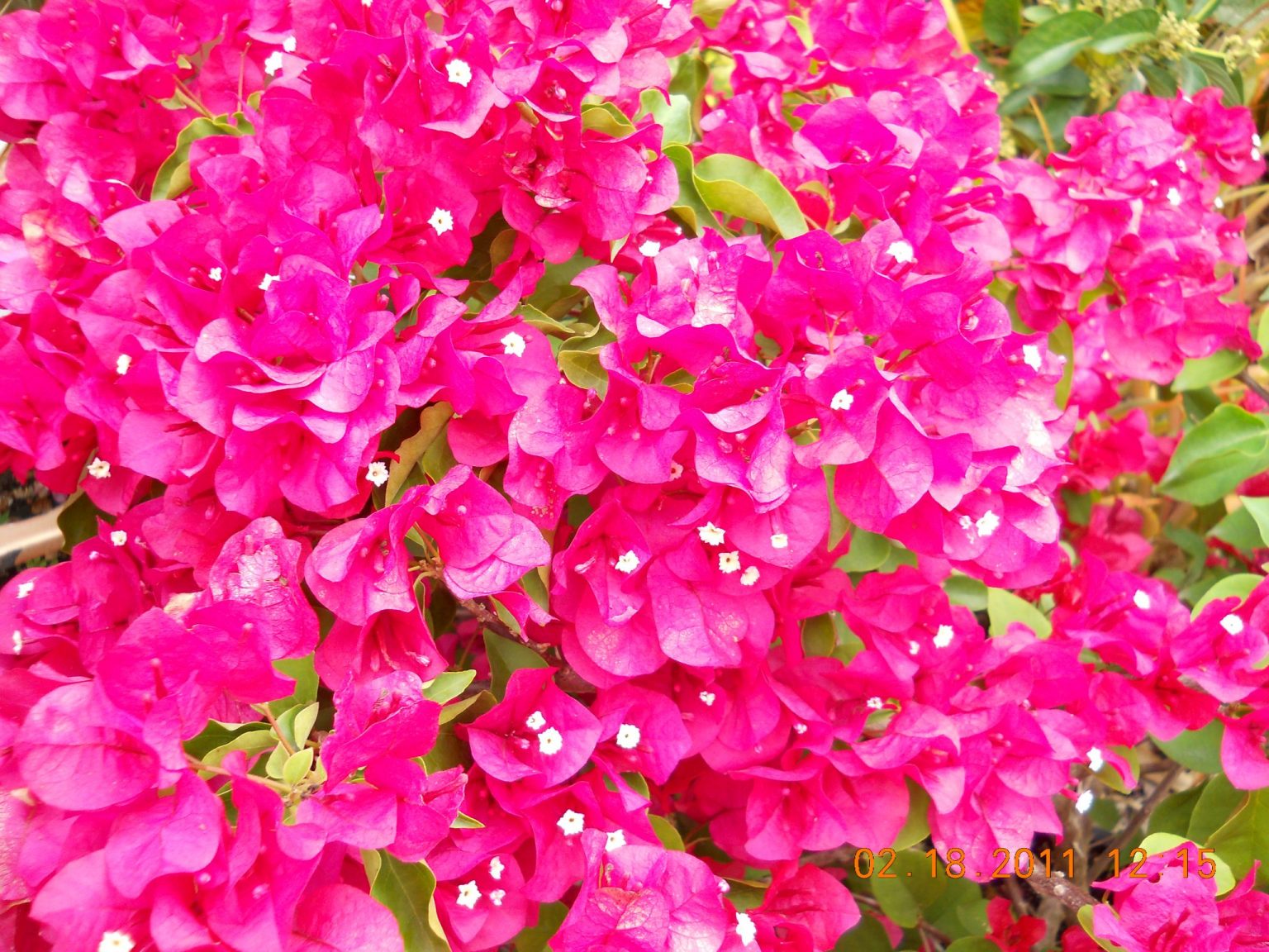 Bougainvillea Spp Red5 Richard Lyons Nursery Inc