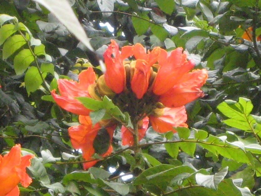 African Tulip Tree - Richard Lyons Nursery, Inc.