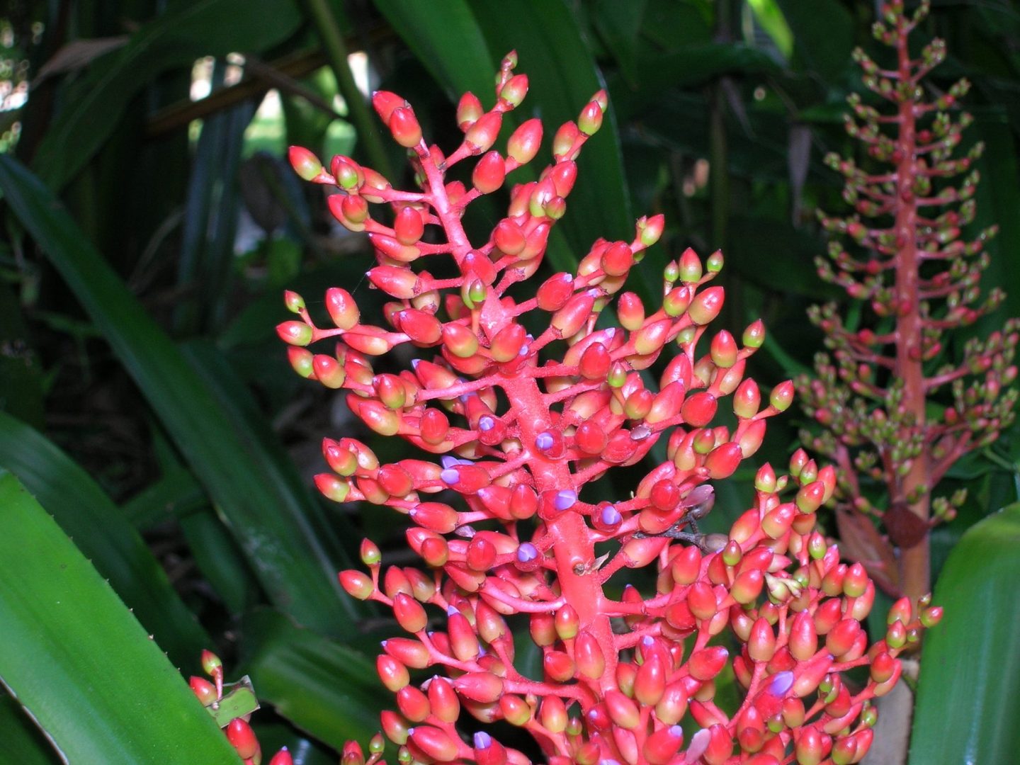 Aechmea miniata (Bromeliad3) - Richard Lyons Nursery, Inc.