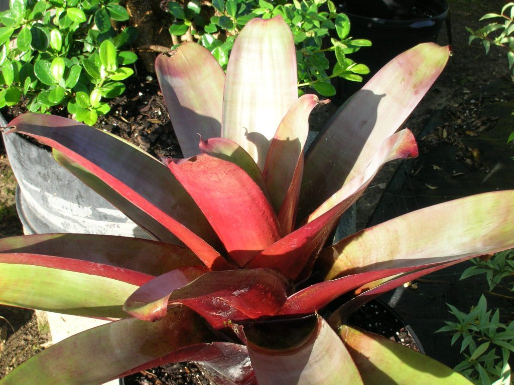 Alcantarea imperialis (Imperial Bromeliad1) - Richard Lyons Nursery, Inc.