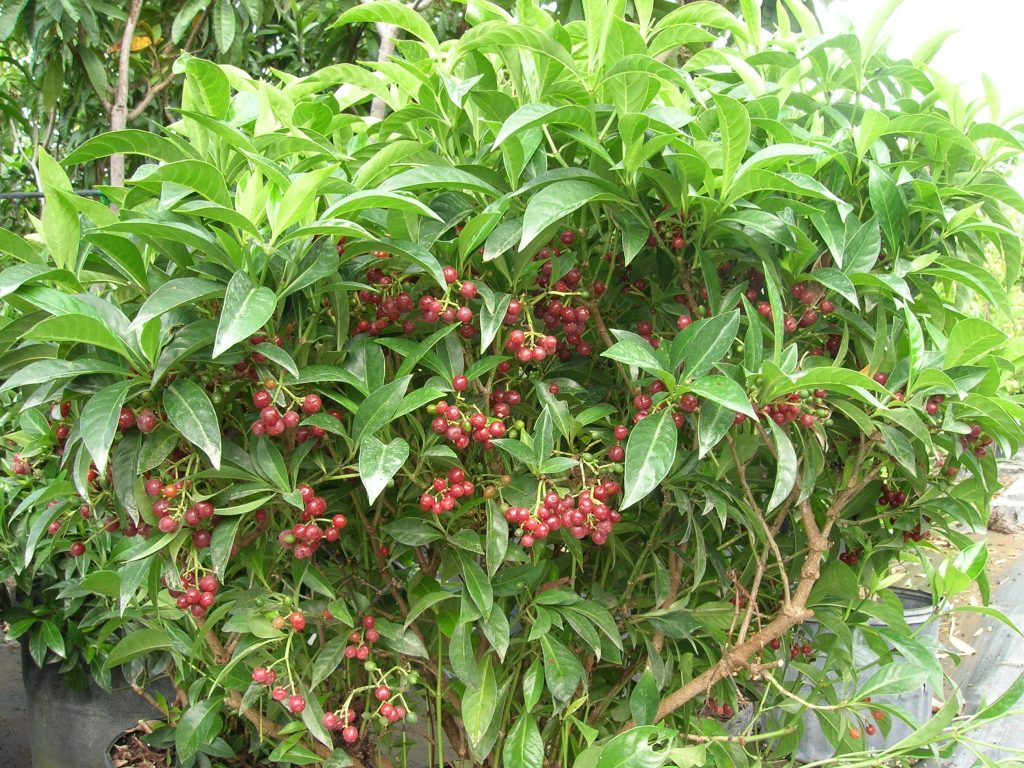 Psychotria ligustrifolia (Bahama Wild Coffee1) - Richard Lyons Nursery ...