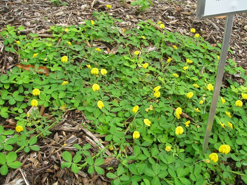 Arachis pintoi (Perennial Peanut2) - Richard Lyons Nursery ...