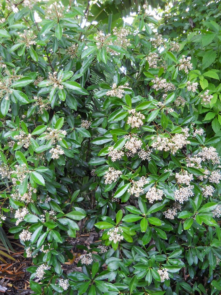 Ardisia escallonioides(Marlberry Tree10) - Richard Lyons Nursery, Inc.