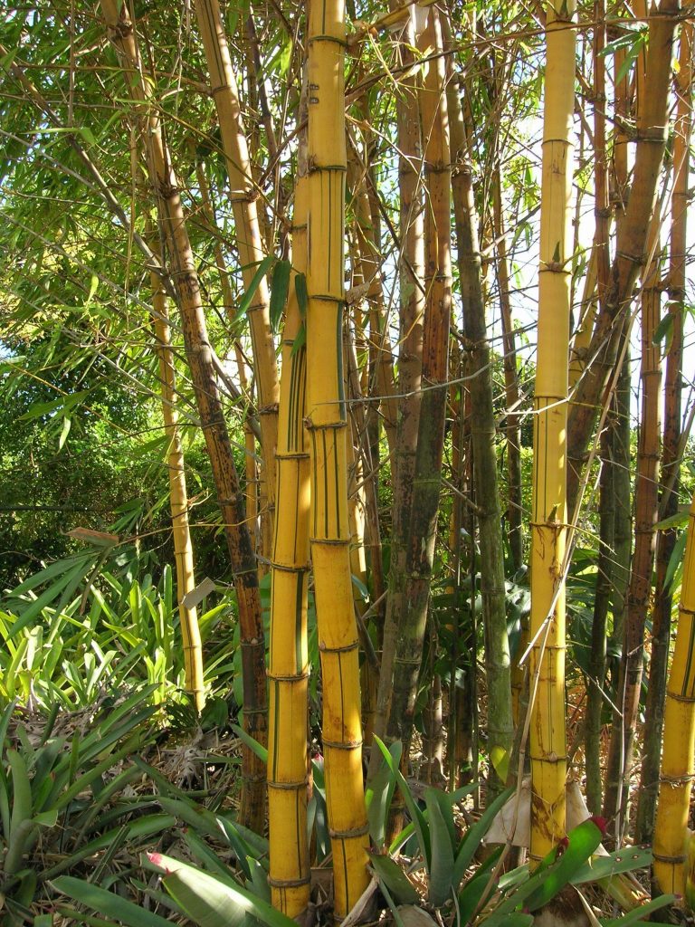 Bambusa vulgaris 'Vittata' (Golden Hawaiian Bamboo) - Richard Lyons ...