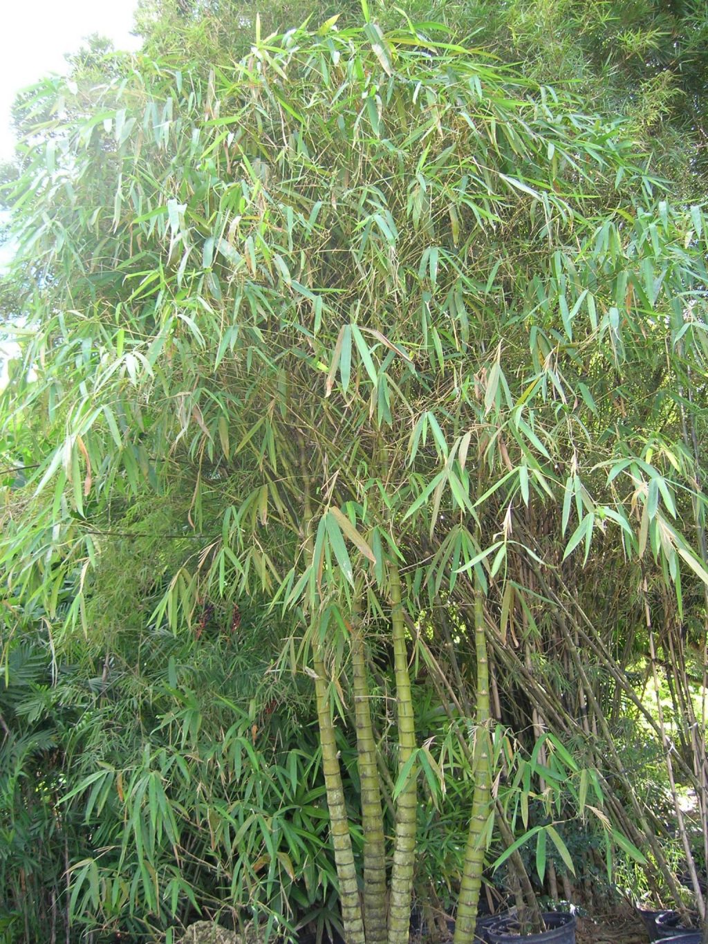 Bambusa vulgaris 'Wamin Striata' (Variegated Wamin Bamboo) - Richard ...