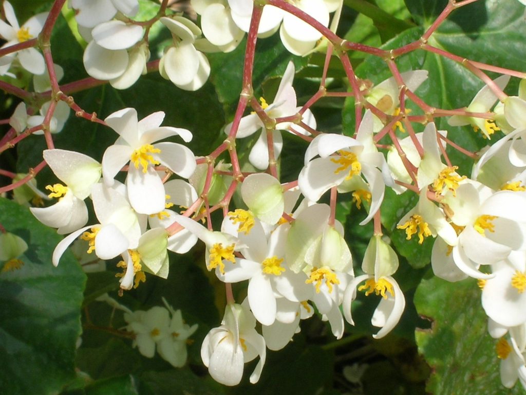 Begonia odorata var. alba (White Angel Begonia2) - Richard Lyons ...