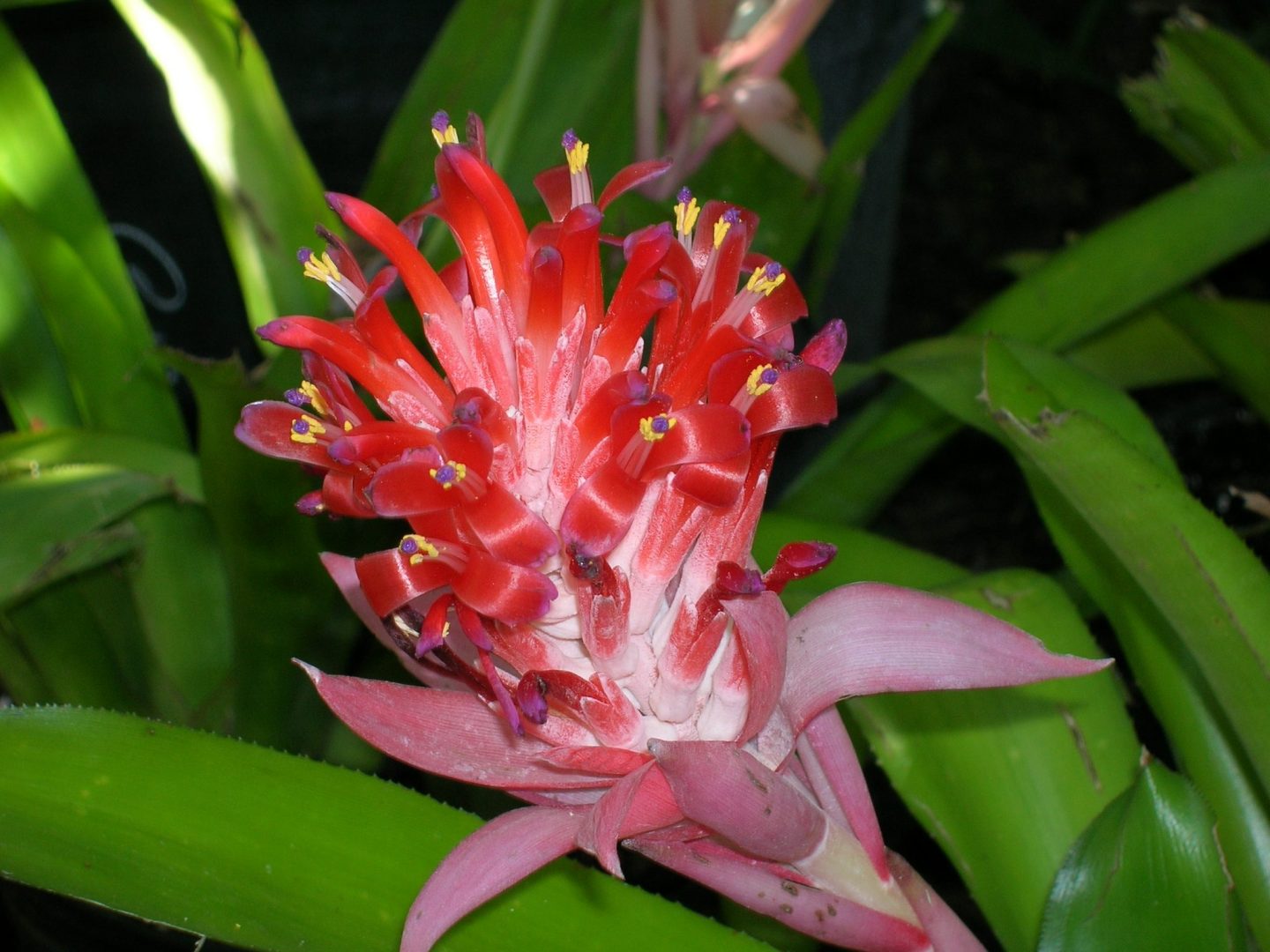 Billbergia pyramidalis, - Richard Lyons Nursery, Inc.