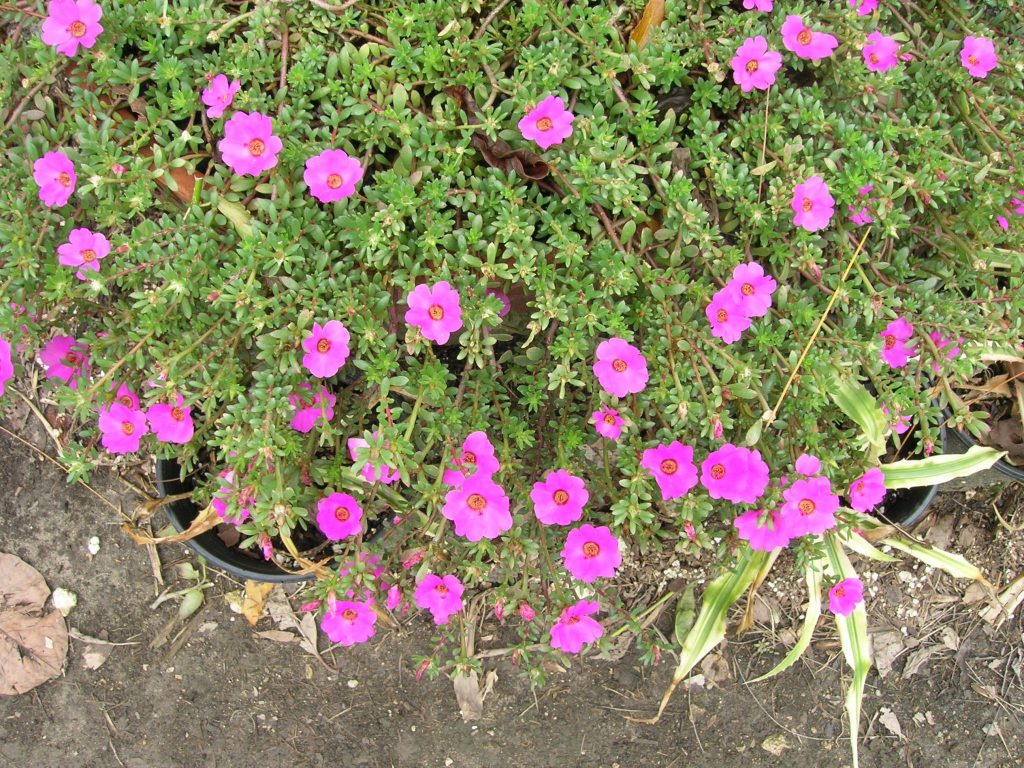 Moss Rose (Portulaca grandiflora) - Richard Lyons Nursery, Inc.