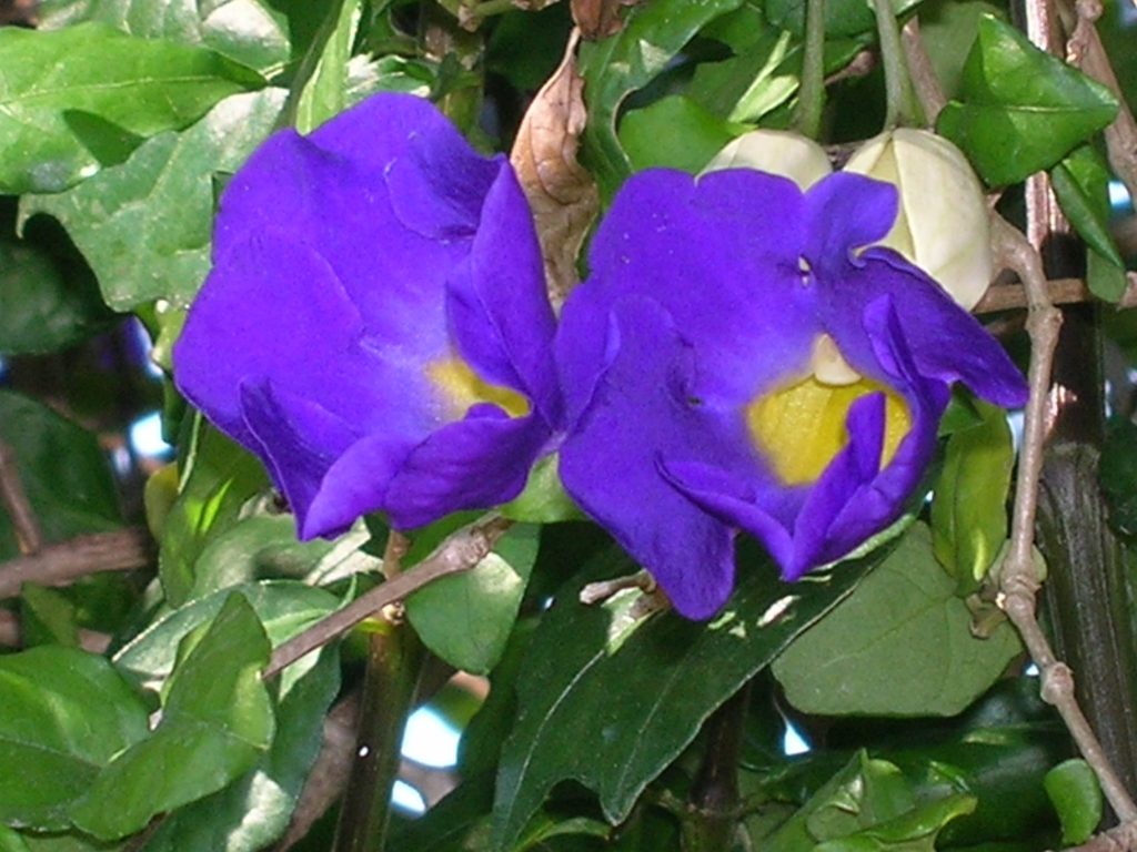 Thunbergia erecta (King's Mantle2) - Richard Lyons Nursery, Inc.