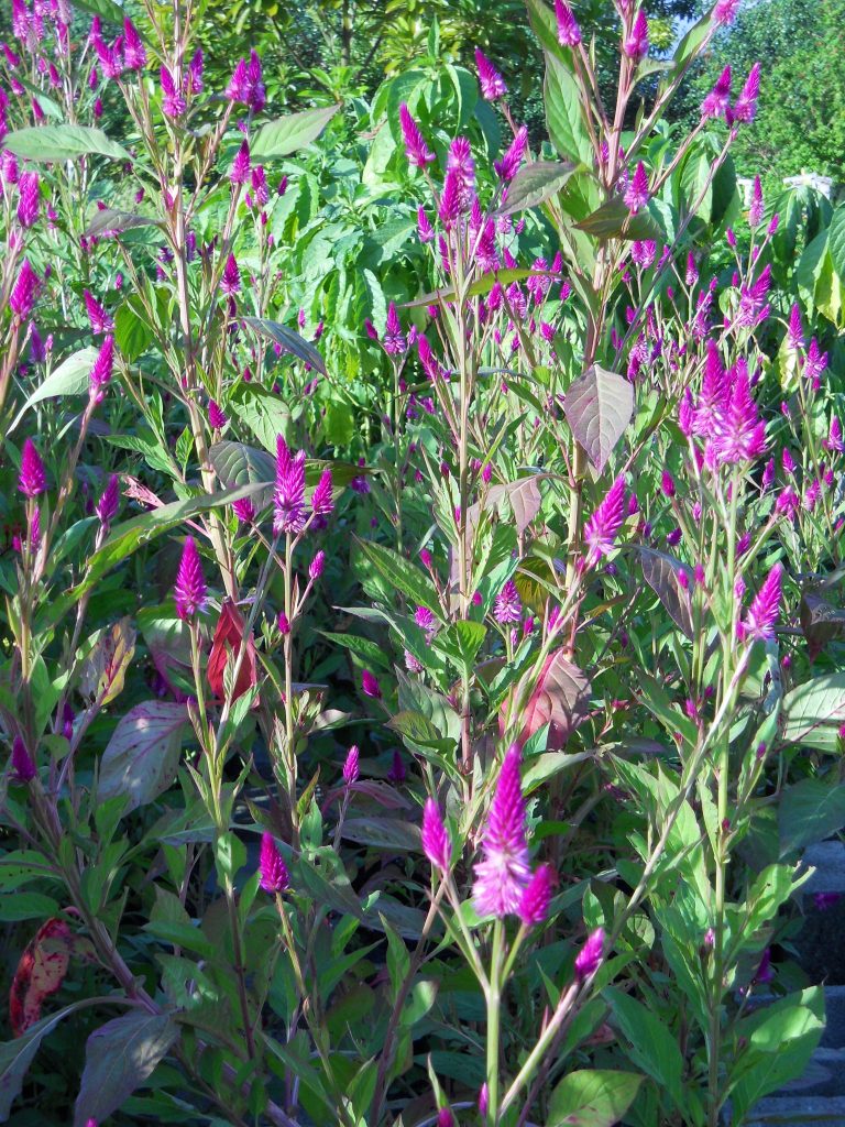 Celosia argentea var. spicata(Flamingo Feather) - Richard Lyons Nursery ...