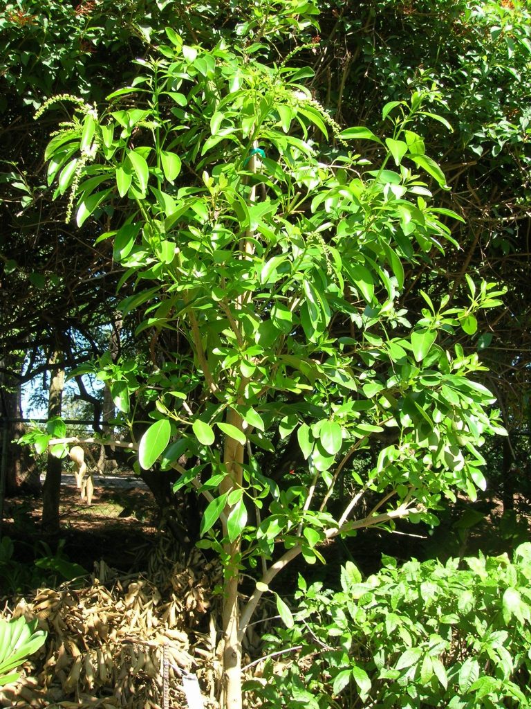 Citharexylum spinosum (Fiddlewood2) - Richard Lyons Nursery, Inc.