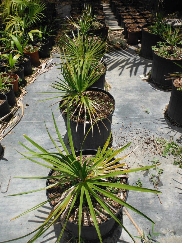 Copernicia macroglossa(Petticoat Palm1) (2) - Richard Lyons Nursery, Inc.